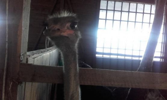  Grafika #18: WYCIECZKA DO KOŚCIERZYNY I GARCZYNA